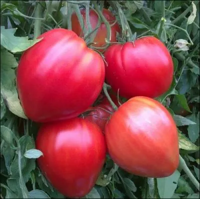 Encore une espce ancienne qui doit son nom a sa forme... . .