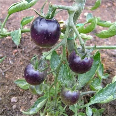 Avant de prendre sa teinte rouge, le fruit de cette espce se teinte en bleu marine d'une faon tonnante... .