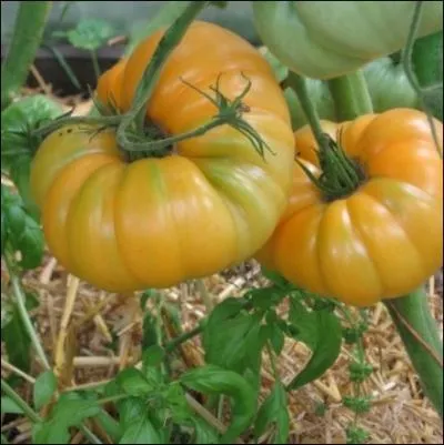 Celle-ci porte le nom du fruit  qui elle ressemble, la tomate ... .