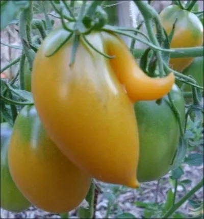 Enfin, si vous souhaitez une tomate aux formes hors du commun, cultivez ... .