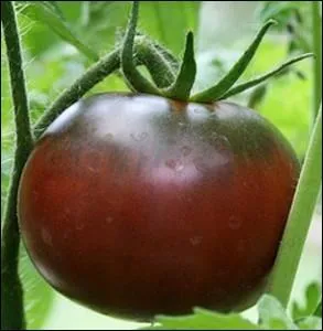 C'est l'une des plus noires des varits de tomates... . .