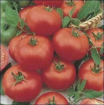 Cette espce est trs rsistante aux maladies et notamment au mildiou... . .