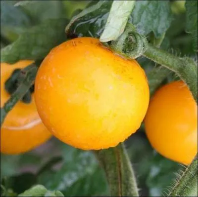 Selon certains experts, cette tomate serait la plus productive... .