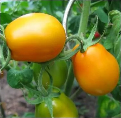 Cette espce rcolte tardivement se conserve longtemps... . .