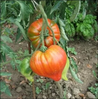 La plus tarabiscote, avec un nom trs potique... .