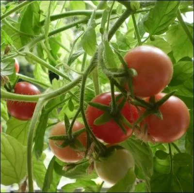 Cette varit contient dix fois plus de bta-carotne que les autres... . .