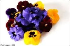 Quelle est cette fleur ?