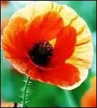 Quelle est cette fleur ?