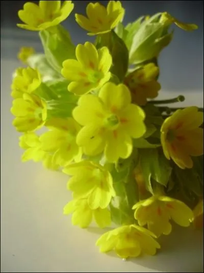 Quelle est cette fleur ?