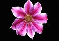 Quelle est cette fleur ?