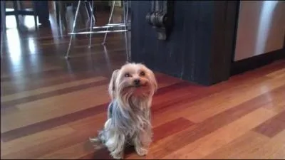 Quel artiste a peint ce tableau, sur lequel on peut voir un homme souriant, le premier jamais peint : Portrait d'homme ?