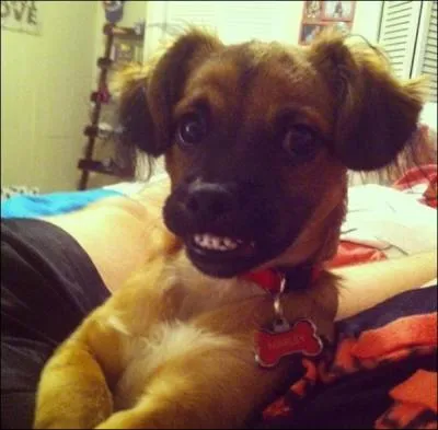 Qui a dit ; Le chien a son sourire dans la queue ?