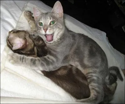 Cet humoriste, issu du Net, Rmi Gaillard prtend que : C'est en faisant n'importe quoi ...