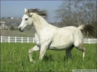 Sa souplesse et sa rapidit en ont fait le cheval de combat individuel et de tauromachie par excellence. De quelle race est-il ?