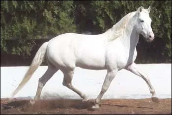 Il descend des races andalouses les plus anciennes. C'est la monture des rejoneadores qui l'utilisent dans la course de taureaux portugaise. Quelle est la race de ce cheval ?