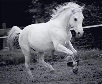 S'il reste fonc, il est le cheval le plus rare du monde. Comment s'appelle-t-il ?