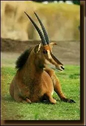 Comment s'appelle cet animal ?