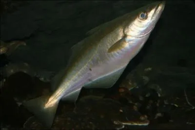 Comment s'appelle ce poisson ?