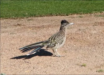 Comment s'appelle cet oiseau ?
