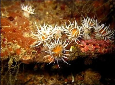 Comment s'appelle cette anmone ?