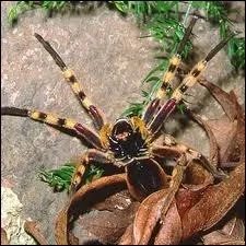 Comment s'appelle cette araigne ?