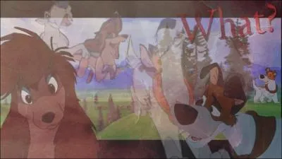 De quel chien errant insolent est amoureuse la chienne de rue Rita ?