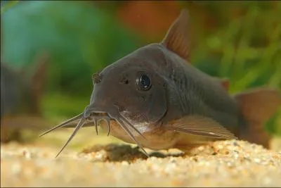 Les poissons-chats noirs portent-ils malheur ?