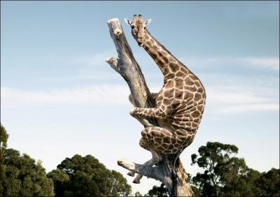 Dans la grande fort congolaise, une espce jusqu'alors inconnue de girafe vient d'tre dcouverte, arboricole, elle peut se rfugier sur un arbre pour chapper aux prdateurs !