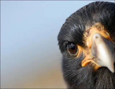 Coucou, faites un petit bonjour au hibou !
