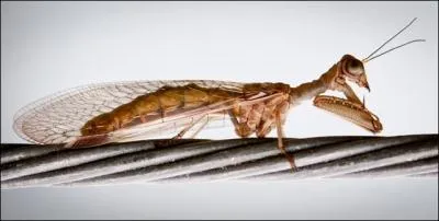 Il fait beaucoup de dgts dans les plaines africaines, c'est le criquet !