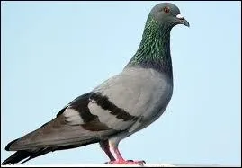Comment s'appelle le pigeon de Louis ?