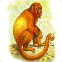 En Guyane, il est aussi appel  Baboune , quel est cet animal ?