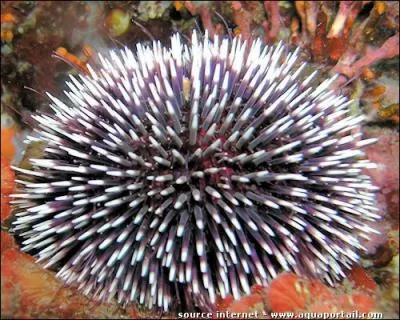 Quel est l'autre nom donn  l'oursin ?