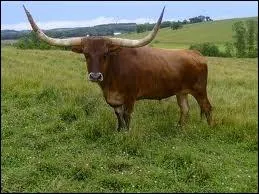 Quelle est la traduction anglaise de  buf  ?