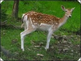 Comment dites-vous  daim  en anglais ?