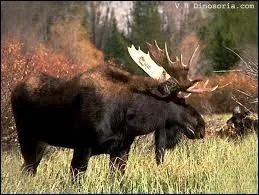 Quelle est la traduction anglaise d' lan  ?