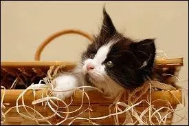 La salive d'un chat est l'quivalant de :