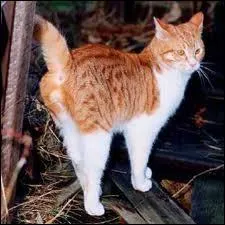 Que fait un chat pour marquer son territoire ?