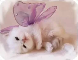 A quel ge les chatons ouvrent-ils les yeux ?