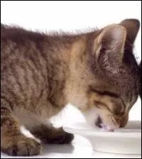 Est-ce que le lait peut-tre mauvais pour les chats ?