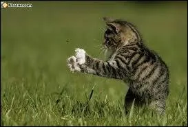 Un chat chasse-t-il parfois seulement pour s'amuser ?