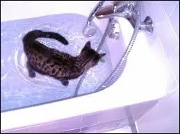 Est-ce que certains chats aiment l'eau ?