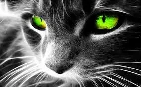 Les chats peuvent-ils changer la luminosit du soleil ou d'une lampe grce  ses yeux (juste dans sa tte) ?