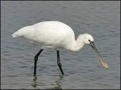 Ne pas utiliser pour les prises de becs.