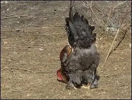 C'est aussi pour les ufs.