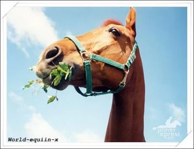 Quel partie ne fait pas partie du corps d'un cheval ?