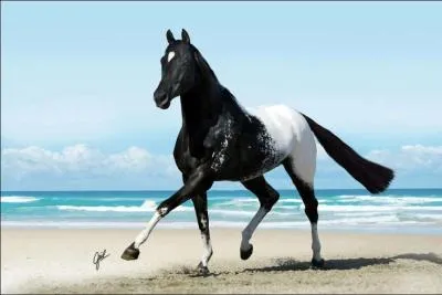 Quelle robe ne contient qu'une couleur ?