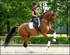 Quelle est sa responsabilit dans le haras dont elle fait partie ?