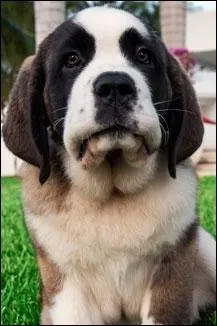 Qui est leur chien ?