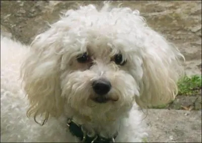 Dans quel film Alfred Hitchcock promne-t-il deux caniches ?